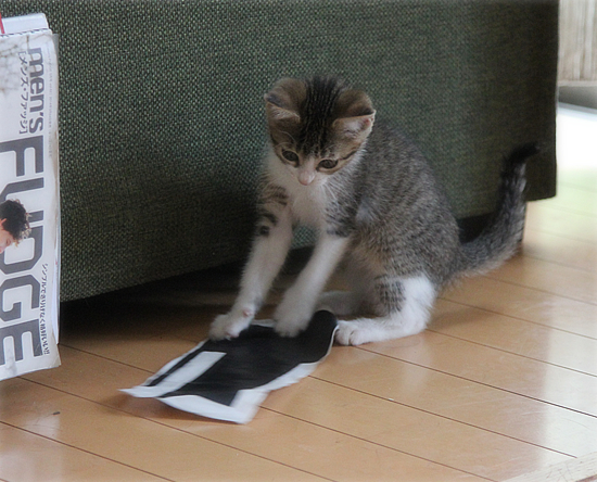 子猫の心を奪うのは_a0389088_18014072.jpg