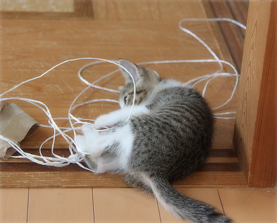 子猫の心を奪うのは_a0389088_18014078.jpg