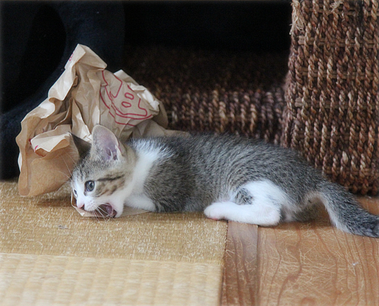 子猫の心を奪うのは_a0389088_18014091.jpg