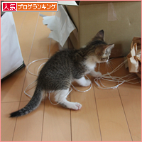 子猫の心を奪うのは_a0389088_18014111.jpg