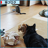 子猫の心を奪うのは_a0389088_18014121.jpg