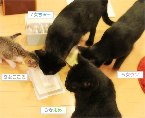 おそろしいねねさん_a0389088_18014246.jpg