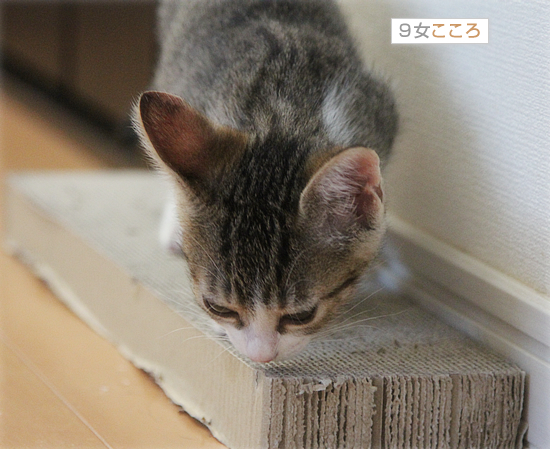 子猫のよっぱらい_a0389088_18014340.jpg
