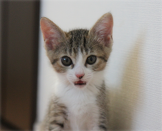 子猫のよっぱらい_a0389088_18014359.jpg