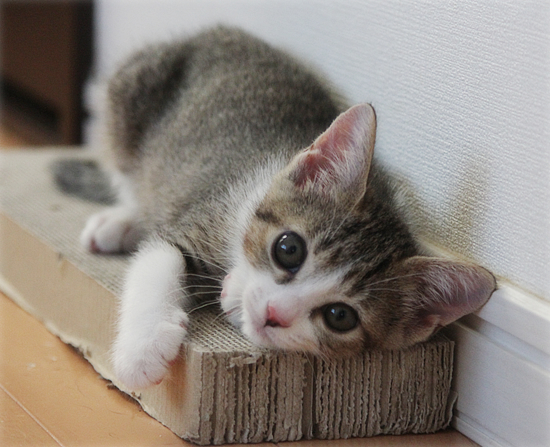子猫のよっぱらい_a0389088_18014368.jpg
