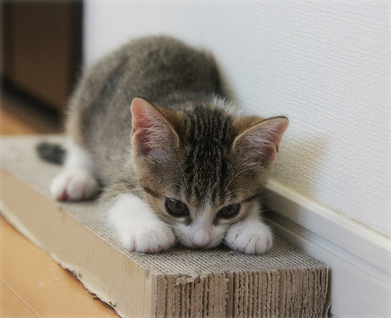 子猫のよっぱらい_a0389088_18014393.jpg