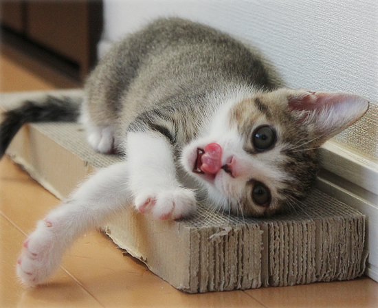 子猫のよっぱらい_a0389088_18014499.jpg