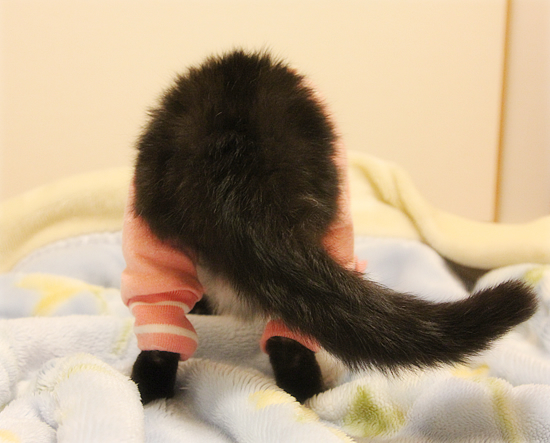 みつきのおしり_a0389088_18014898.jpg