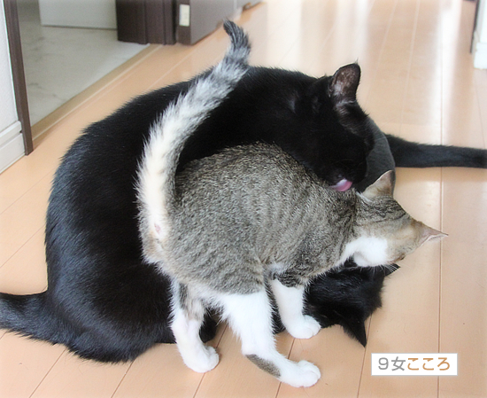 両手に黒猫_a0389088_18021288.jpg