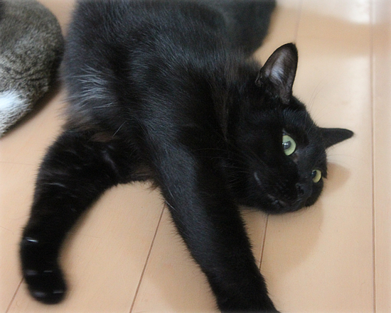 両手に黒猫_a0389088_18021303.jpg