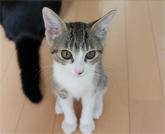 両手に黒猫_a0389088_18021305.jpg