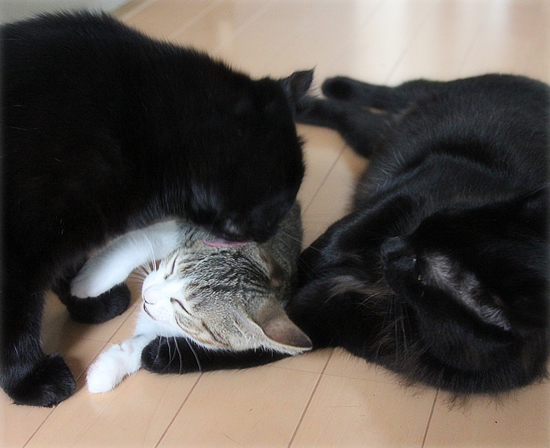 両手に黒猫_a0389088_18021337.jpg