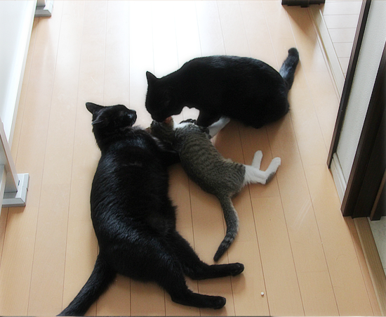 両手に黒猫_a0389088_18021364.jpg