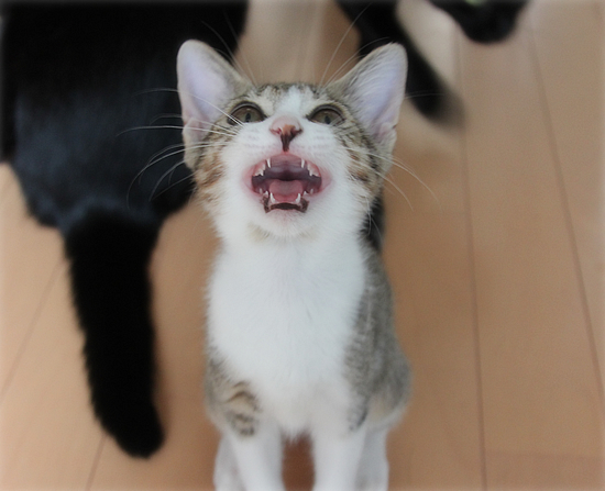 両手に黒猫_a0389088_18021369.jpg