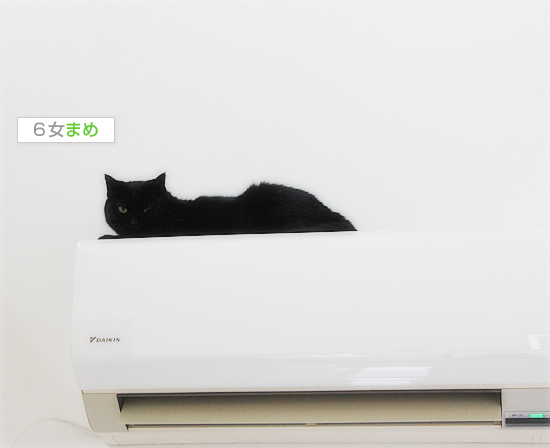 猫の毛_a0389088_18021629.jpg