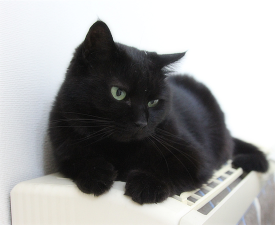 猫の毛_a0389088_18021655.jpg