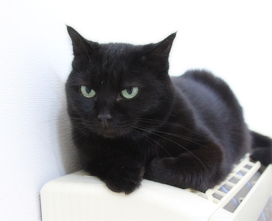 猫の毛_a0389088_18021665.jpg