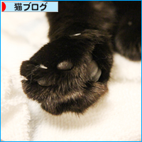 ガブリエル_a0389088_18023584.jpg