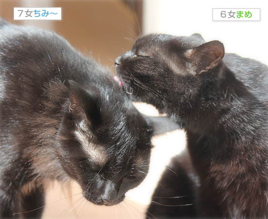 3姉妹の日常_a0389088_18024012.jpg