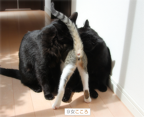 3姉妹の日常_a0389088_18024051.jpg