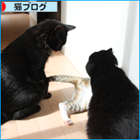 3姉妹の日常_a0389088_18024107.jpg