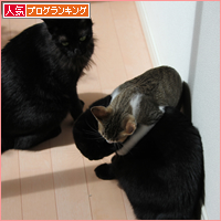 3姉妹の日常_a0389088_18024136.jpg