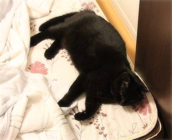 猫に囲まれて_a0389088_18030522.jpg