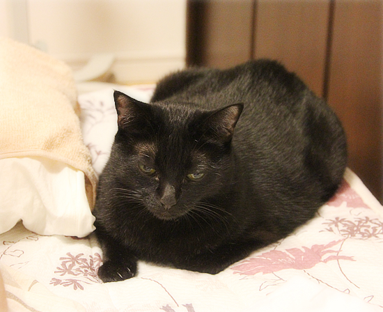 猫に囲まれて_a0389088_18030589.jpg