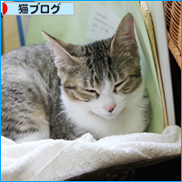 猫に囲まれて_a0389088_18030668.jpg