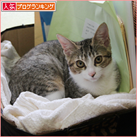 猫に囲まれて_a0389088_18030673.jpg
