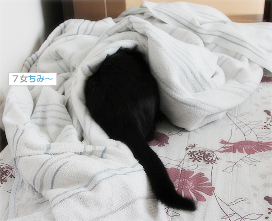 2016年カレンダー誕生!_a0389088_18030988.jpg