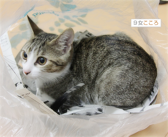 イタズラとの攻防_a0389088_18031151.jpg