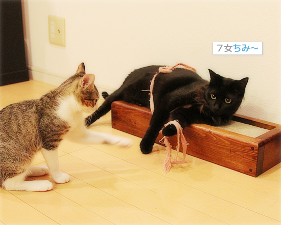 持ってこいごっこ_a0389088_18031513.jpg