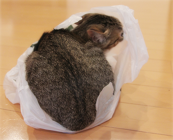 入ってます_a0389088_18031744.jpg