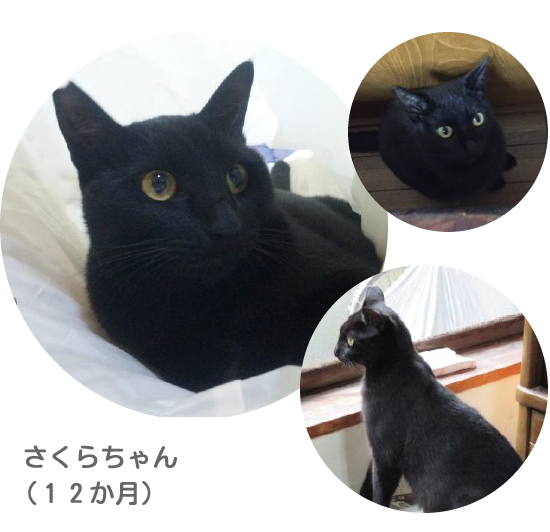 成猫の里親になるということ_a0389088_18032018.jpg