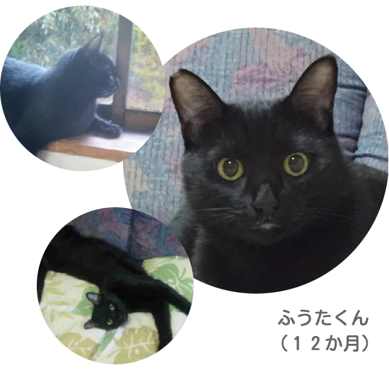 成猫の里親になるということ_a0389088_18032020.jpg