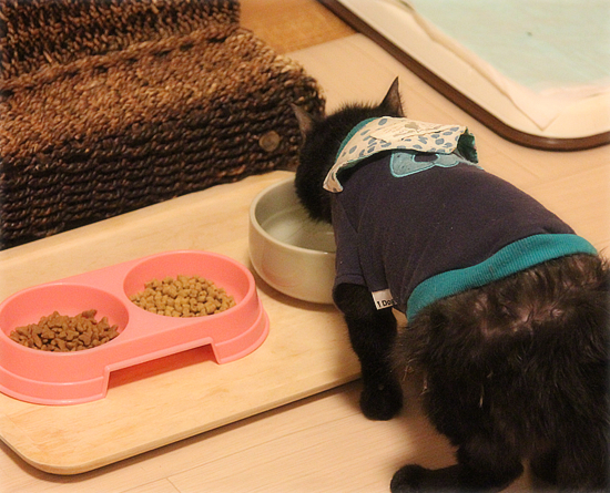 成猫の里親になるということ_a0389088_18032023.jpg