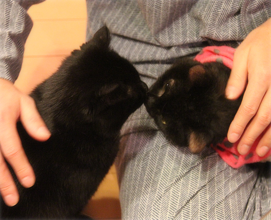 成猫の里親になるということ_a0389088_18032039.jpg