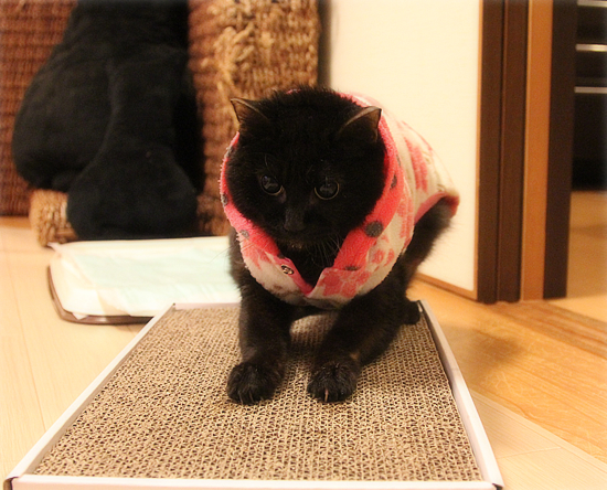 成猫の里親になるということ_a0389088_18032047.jpg