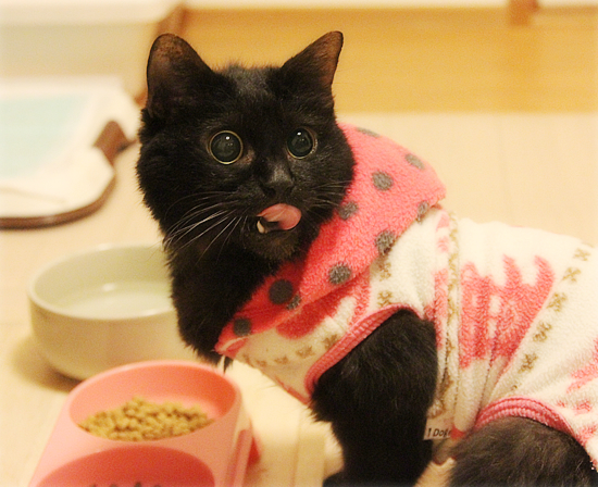 成猫の里親になるということ_a0389088_18032063.jpg