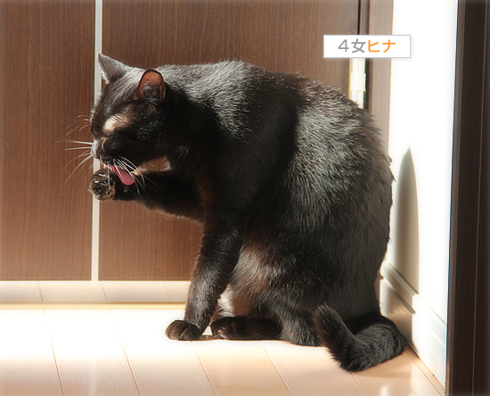 黒猫牧場、全員集合!_a0389088_18032109.jpg