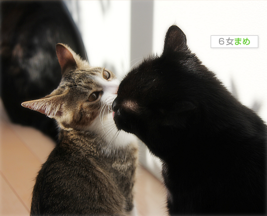 黒猫牧場、全員集合!_a0389088_18032116.jpg