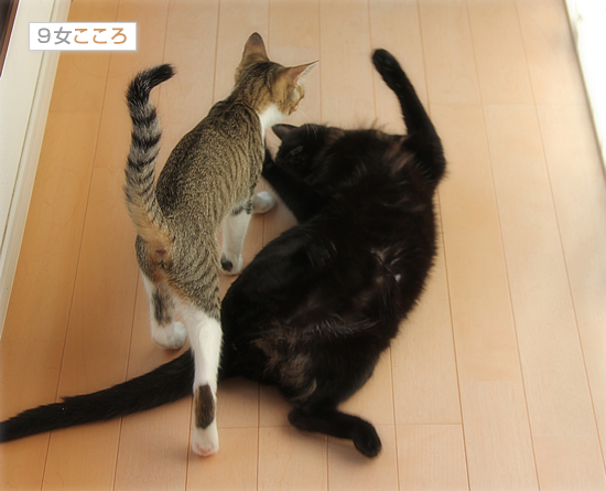 黒猫牧場、全員集合!_a0389088_18032156.jpg