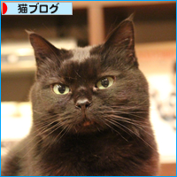 成猫の里親になるということ_a0389088_18032186.jpg