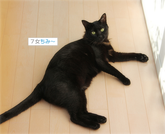 黒猫牧場、全員集合！_a0389088_18032199.jpg