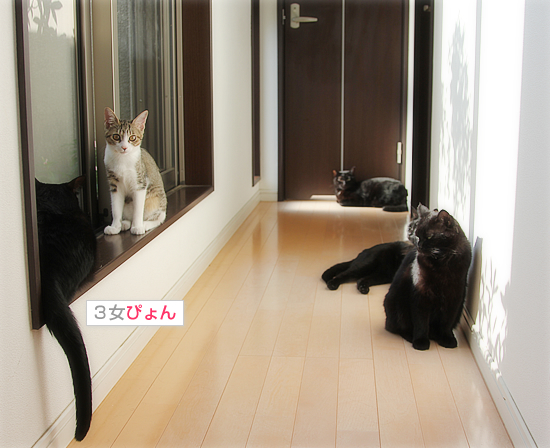 黒猫牧場、全員集合!_a0389088_18032259.jpg