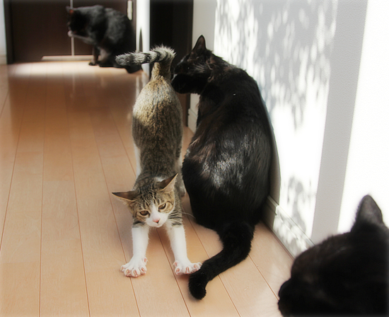 黒猫牧場、全員集合!_a0389088_18032263.jpg