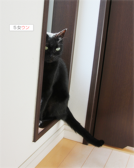 黒猫牧場、全員集合!_a0389088_18032291.jpg