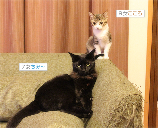 犬と猫_a0389088_18033327.jpg