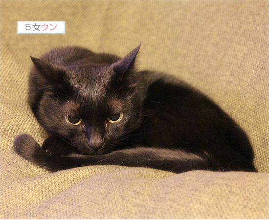 犬と猫_a0389088_18033430.jpg